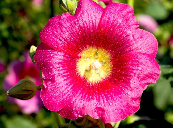 Naturaleza — Foto de Stock