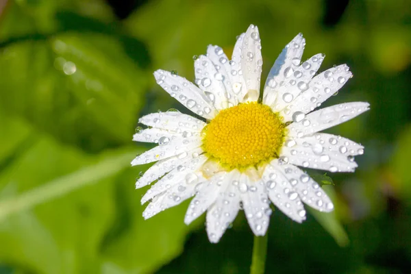 Natuur — Stockfoto