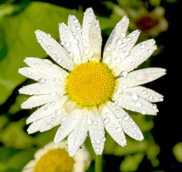 Natuur — Stockfoto