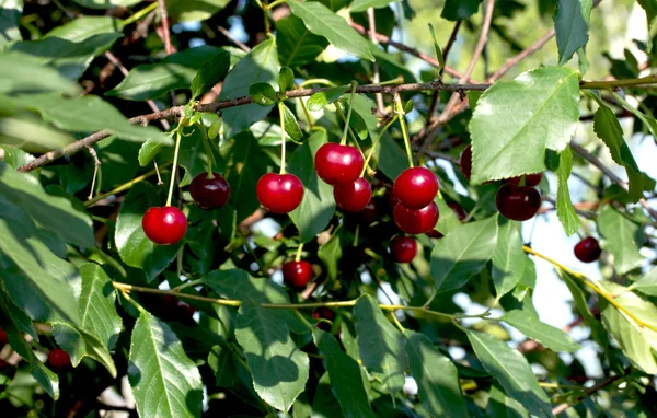 Nature — Stock Photo, Image