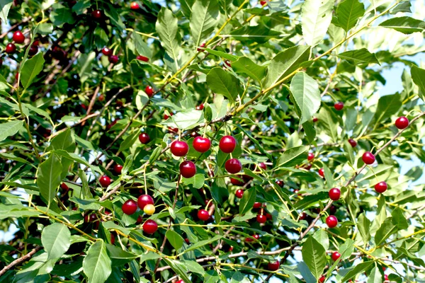 Kirschen hängen an einem Kirschbaum — Stockfoto