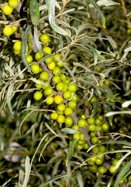 Olivello spinoso verde acerbo — Foto Stock
