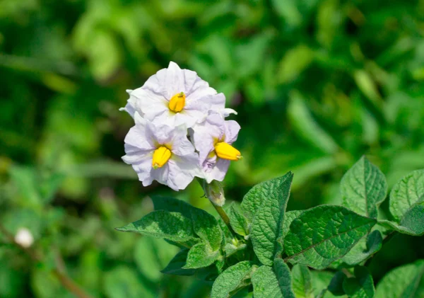 Potatoes plant — Stock Photo, Image