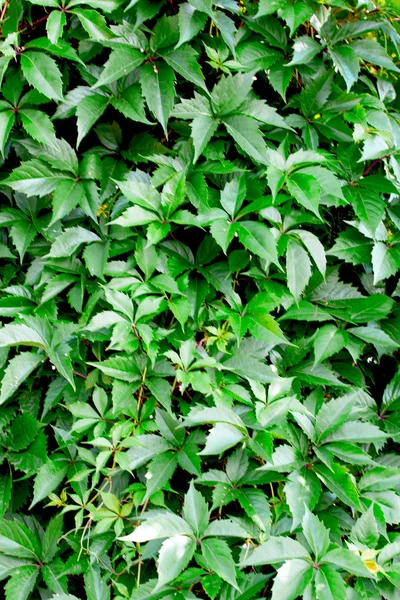 緑の木の葉 — ストック写真