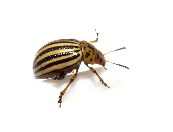 El escarabajo de la patata de Colorado — Foto de Stock