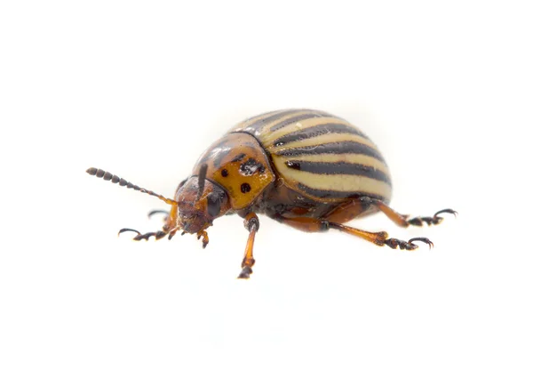 The Colorado potato beetle — Stock Photo, Image