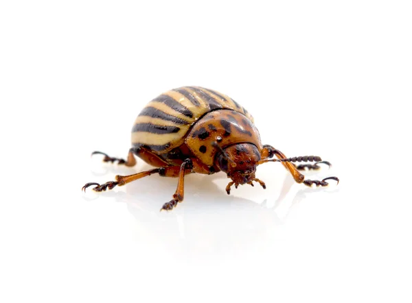 The Colorado potato beetle — Stock Photo, Image