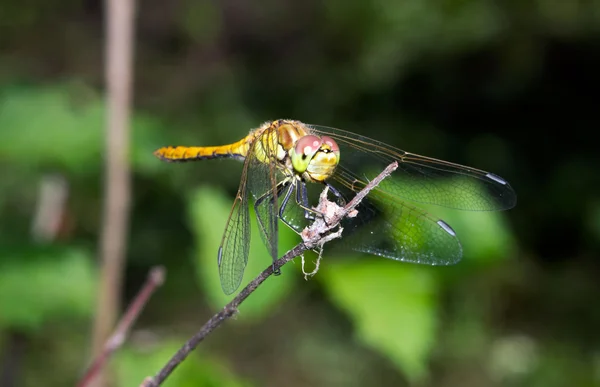 Dragonfly closeup — Stock Photo, Image