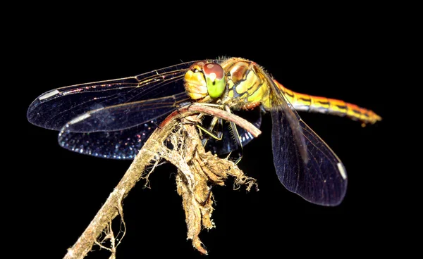 Dragonfly close-up — Stockfoto