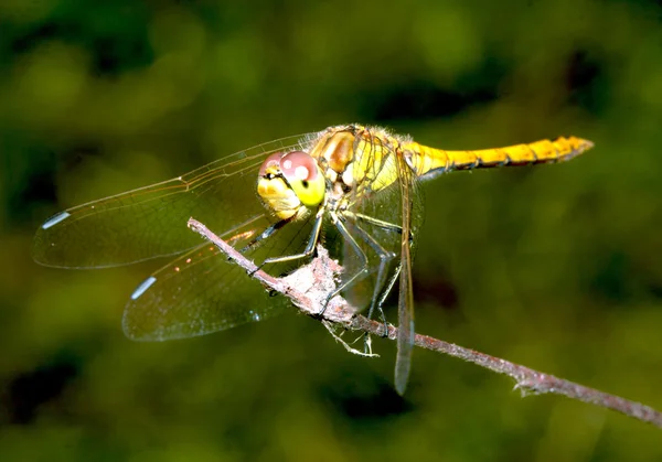 Dragonfly close-up — Fotografia de Stock