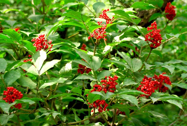 Árvore rowanberry — Fotografia de Stock