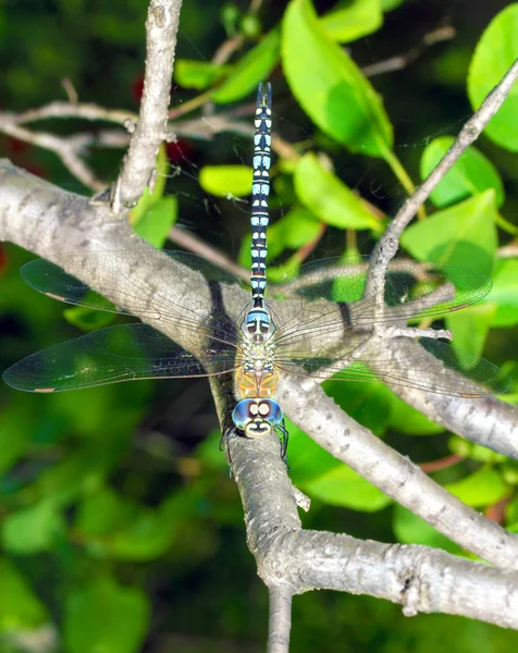 Dragonfly closeup — Φωτογραφία Αρχείου