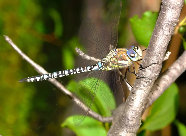 Dragonfly крупним планом — стокове фото