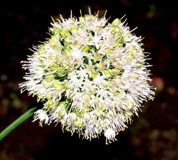 Blossoming onion — Stock Photo, Image
