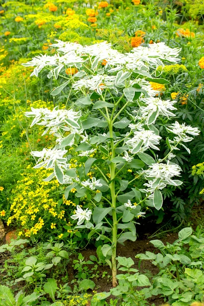 Spiraea alpine spring flower — Stock Photo, Image