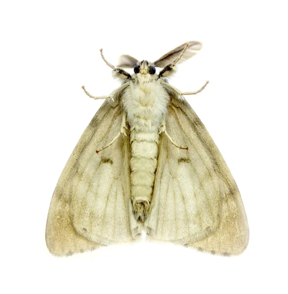 White Anthelidid Moth — Stock Photo, Image