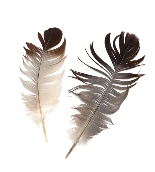 Feather — Stock Photo, Image