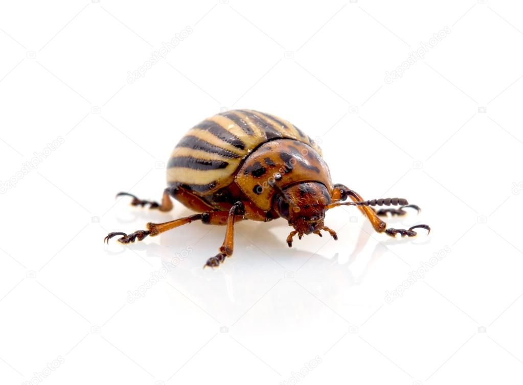 The Colorado potato beetle