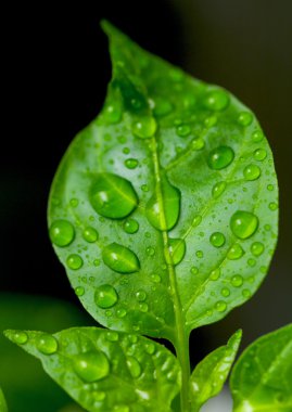 yaprakları ile su damlaları