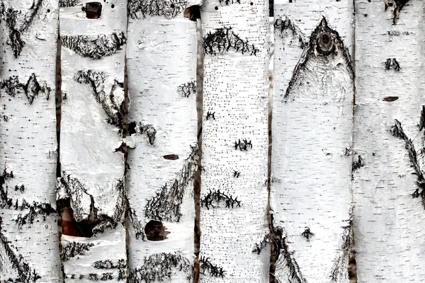 Textura de cerca de madeira de bétula — Fotografia de Stock
