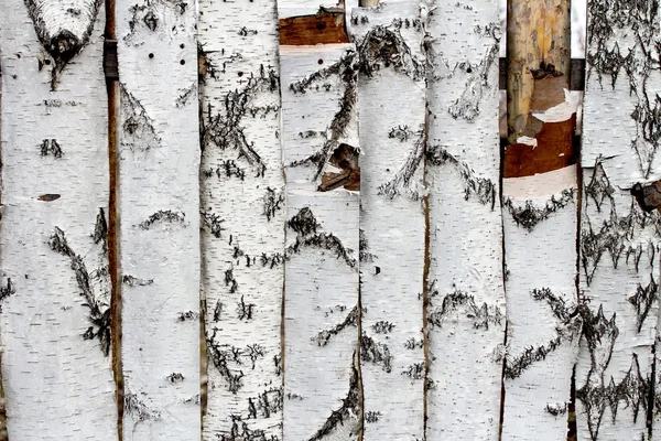 Textura gard de mesteacan — Fotografie, imagine de stoc