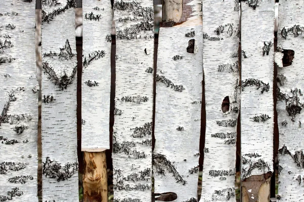 Birch wood fence texture — Stock fotografie