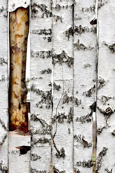 Clôture en bois de bouleau texture — Photo