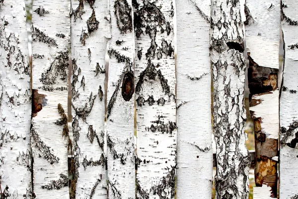 Birch wood fence texture — Stock Photo, Image