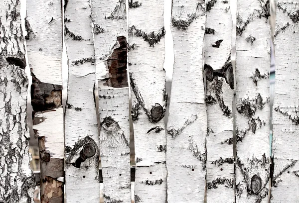 Birch wood fence texture — Stock Photo, Image