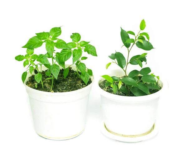 Home plants with green leaves — Stock Photo, Image