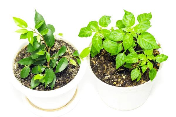 Home plants with green leaves — Stock Photo, Image