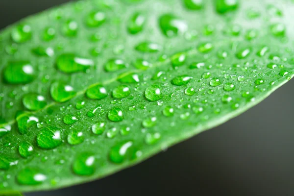 Leaves with drops of water — Stock Photo, Image
