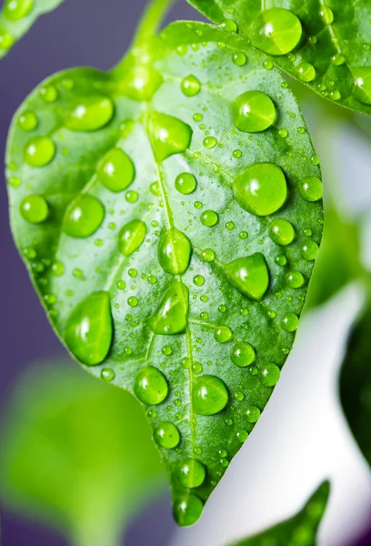 Leaves with drops of water — Stock Photo, Image