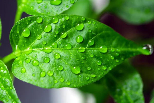 Leaves with drops of water — Stock Photo, Image