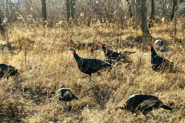 Wild turkeys — Stock Photo, Image