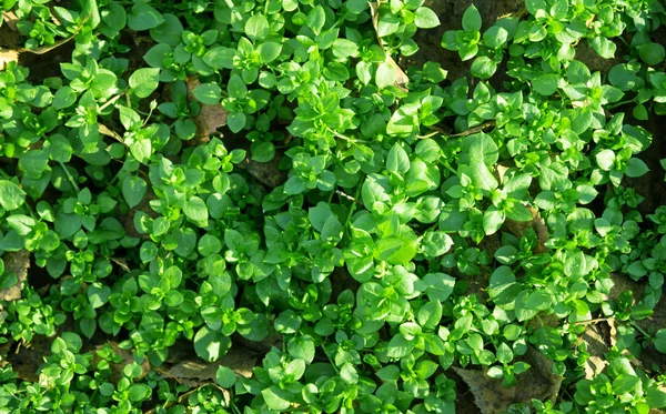 緑のミントの植物 — ストック写真