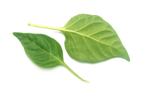 Green leaf — Stock Photo, Image