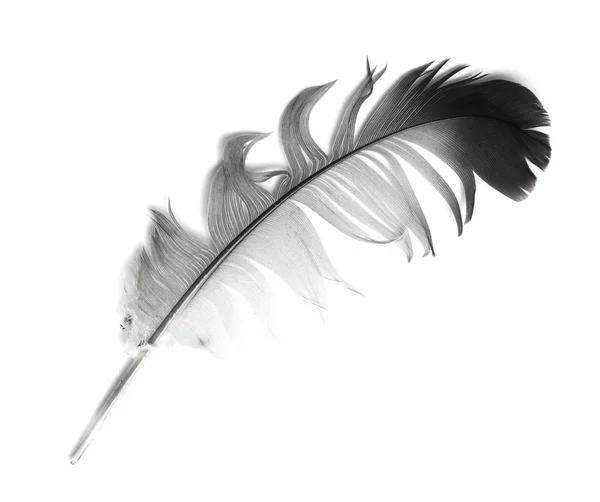 Feather — Stock Photo, Image