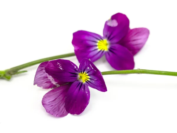 Viola cornuta (horned violet) — Stock Photo, Image