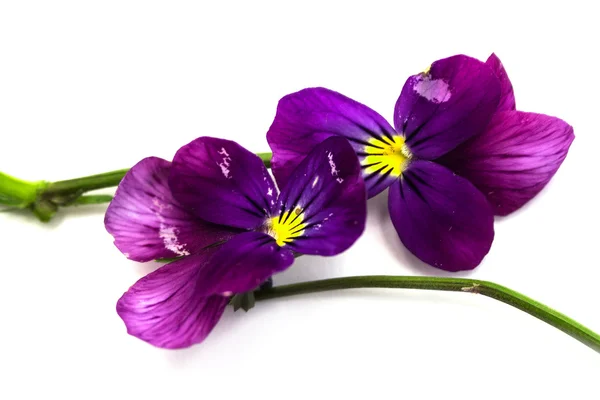 Viola cornuta (behornade violett) — Stockfoto