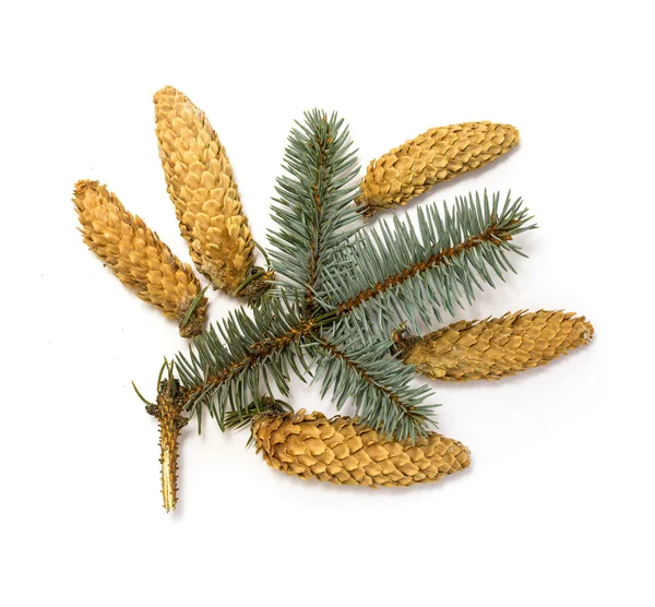 Pine cones with branch — Stock Photo, Image