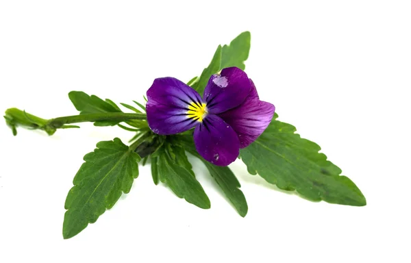 Viola cornuta (behornade violett) — Stockfoto