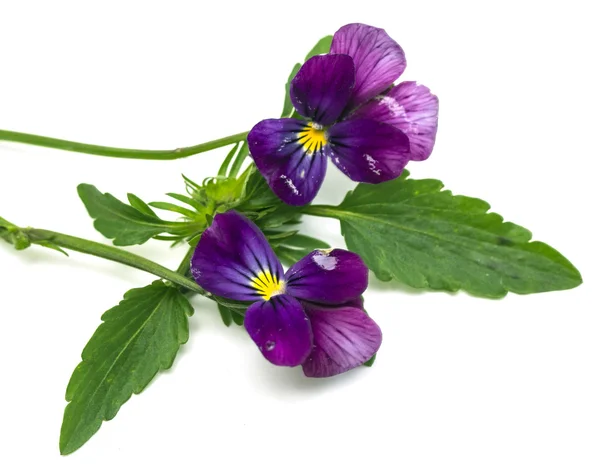 Viola cornuta (behornade violett) — Stockfoto