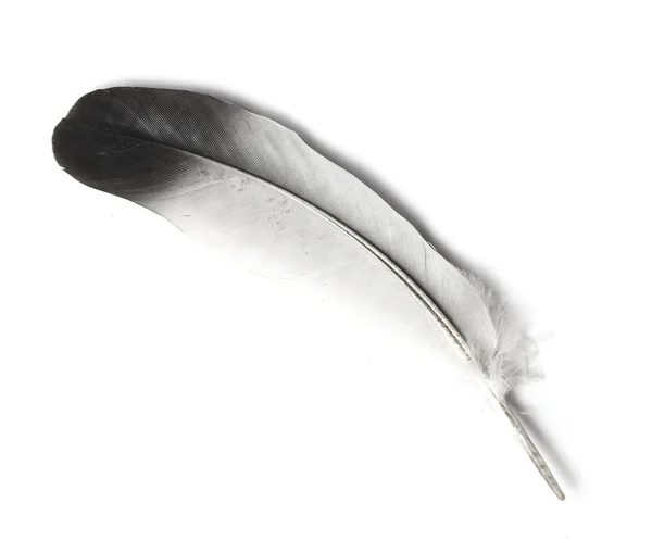 Feather — Stock Photo, Image