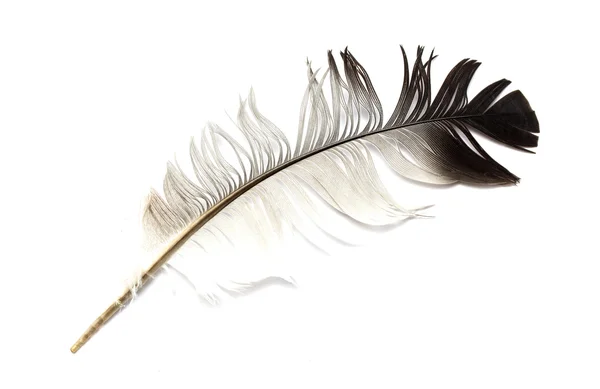 Feather — Stock Photo, Image