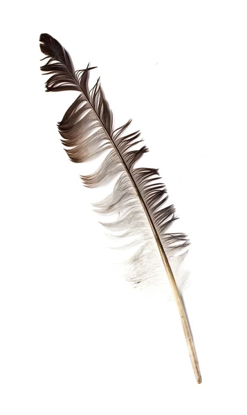 Feather — Stock Photo, Image