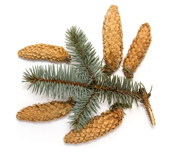 Pine cones with branch — Stock Photo, Image