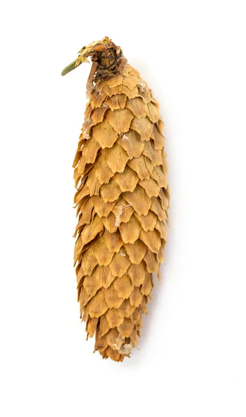 Fir cone — Stock Photo, Image