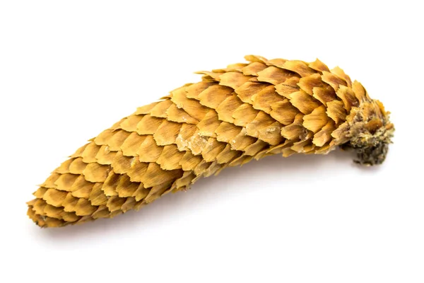 Fir cone — Stock Photo, Image