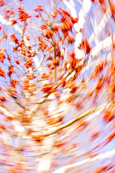 Jesień jagód jarzębiny w ruchu promieniowego — Zdjęcie stockowe